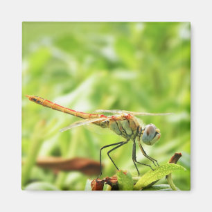 Dragonfly Magnet