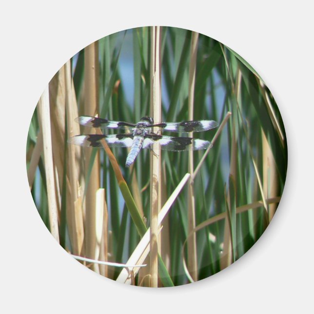Dragonfly Magnet (Vorne)