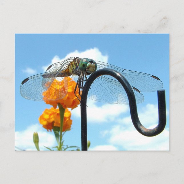 Dragonfly Marigold Sky Foto Postkarte (Vorderseite)