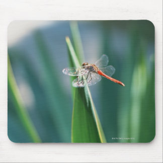 Dragonfly Mousepad