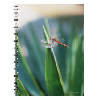 Dragonfly Notizblock