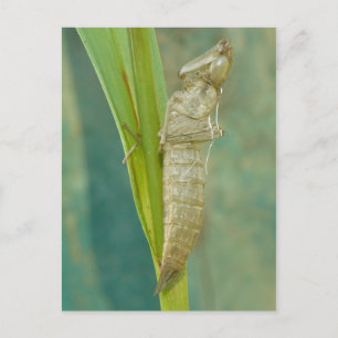 Dragonfly Nymph Muschel Postcard. Postkarte