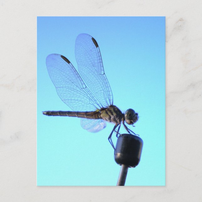 Dragonfly Persed Postcard Postkarte (Vorderseite)