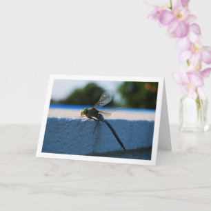 Dragonfly Portrait Karte