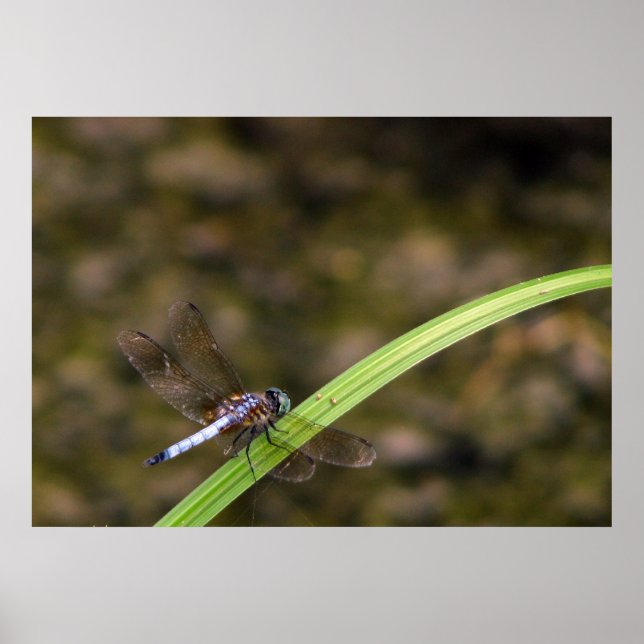 Dragonfly Poster (Vorne)