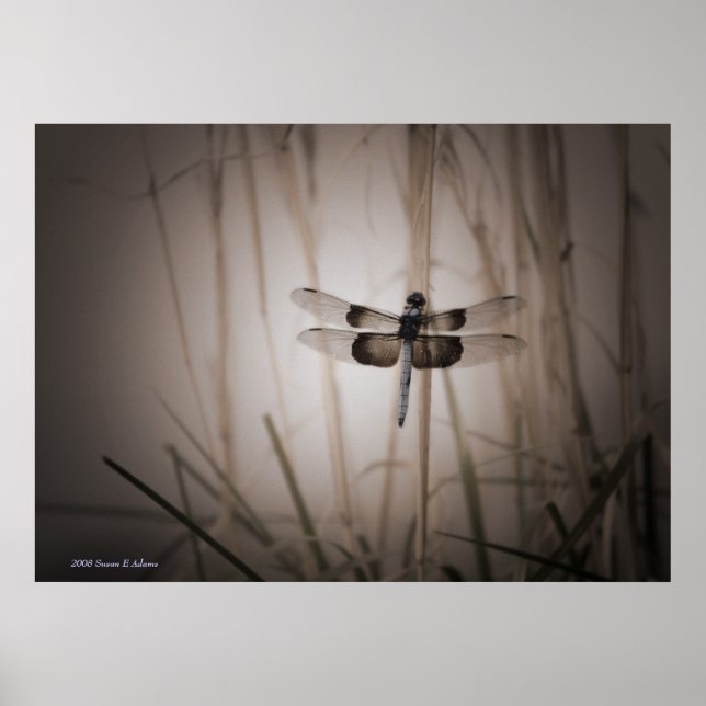 Dragonfly Poster (Vorne)