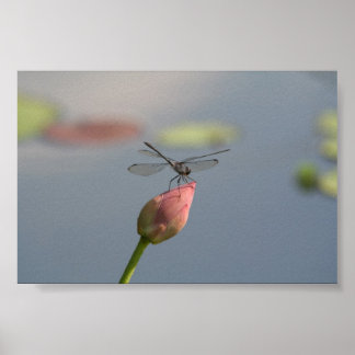 Dragonfly Poster