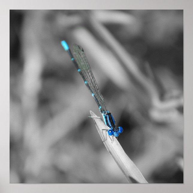 Dragonfly Poster (Vorne)