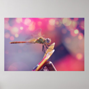 Dragonfly Poster