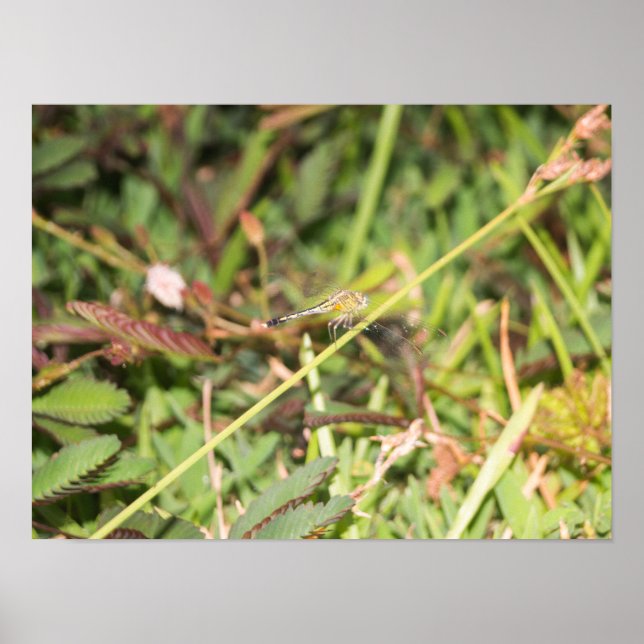 Dragonfly Poster (Vorne)