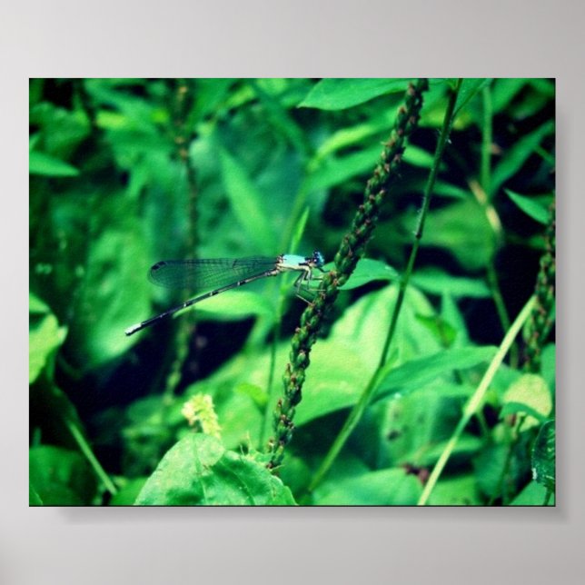 Dragonfly Poster (Vorne)
