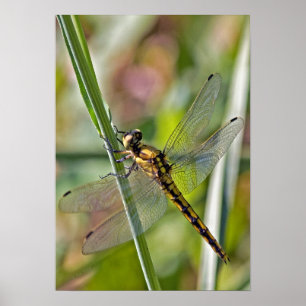 Dragonfly Poster