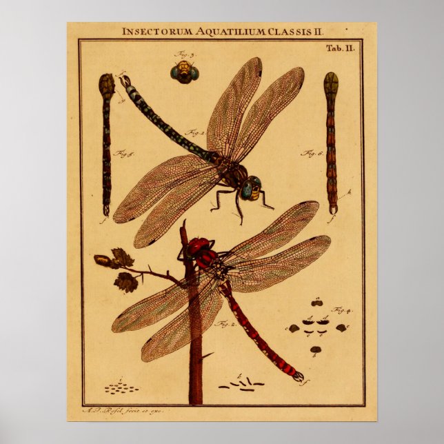 Dragonfly Poster (Vorne)