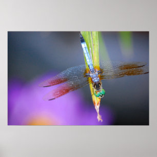 Dragonfly - Poster / Druck