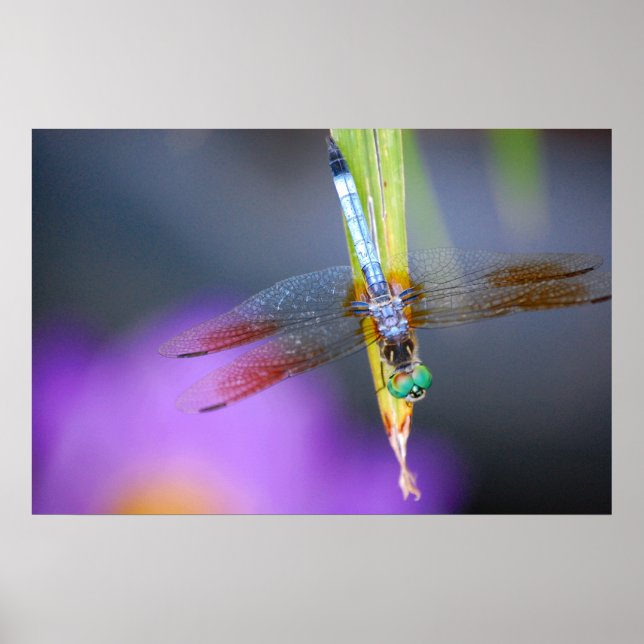 Dragonfly - Poster / Druck (Vorne)