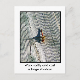 Dragonfly Postkarte