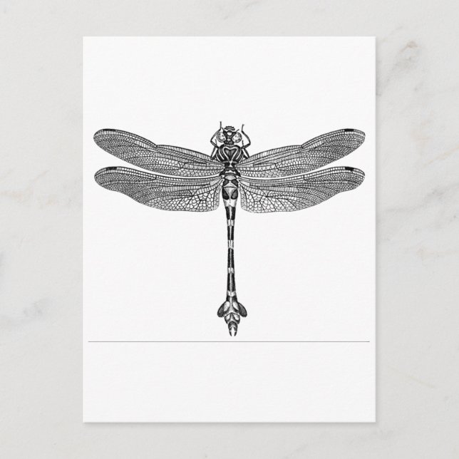 Dragonfly Postkarte (Vorderseite)