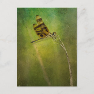 Dragonfly Postkarte