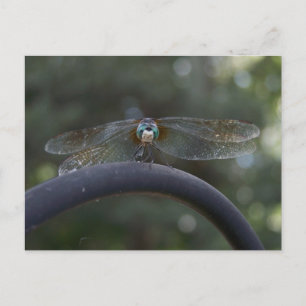 Dragonfly Postkarte