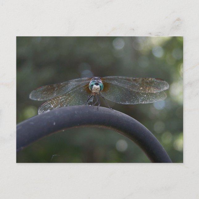 Dragonfly Postkarte (Vorderseite)