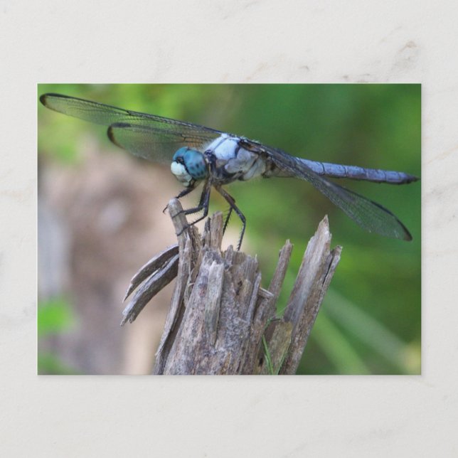 Dragonfly Postkarte (Vorderseite)
