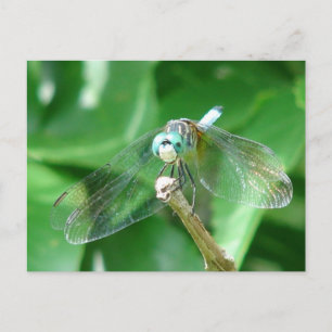 Dragonfly Postkarte