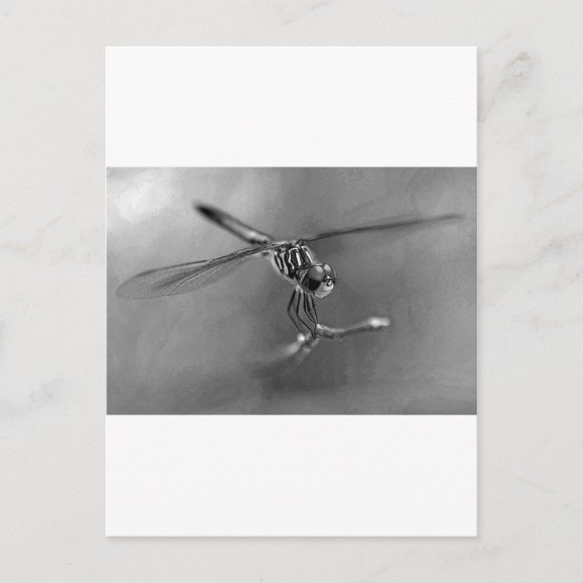 Dragonfly Postkarte (Vorderseite)
