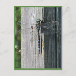 Dragonfly Postkarte