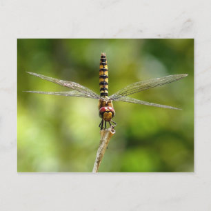 Dragonfly Postkarte
