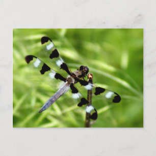 Dragonfly Postkarte