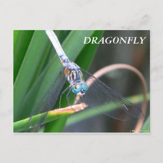 Dragonfly Postkarte