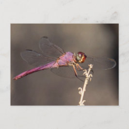Dragonfly Postkarte