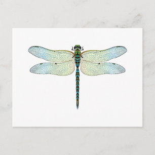DragonFly Postkarte