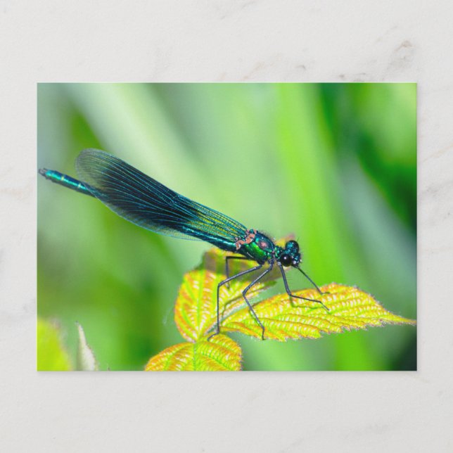 Dragonfly Postkarte (Vorderseite)