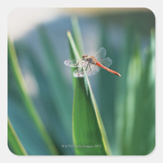 Dragonfly Quadratischer Aufkleber