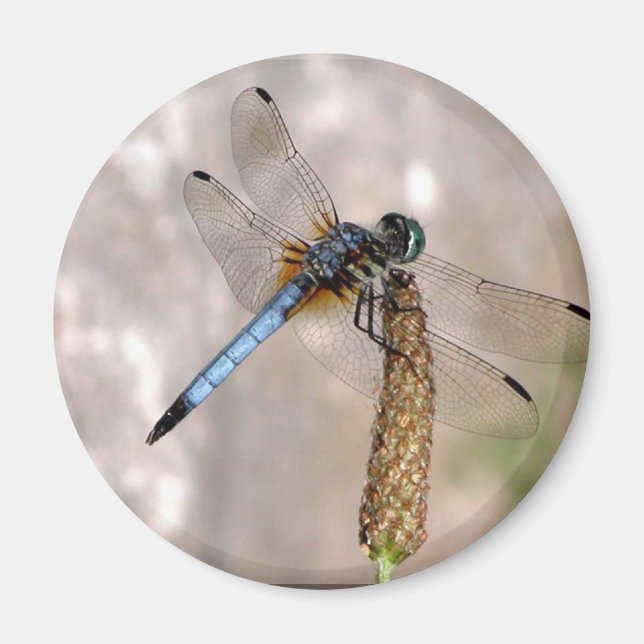 Dragonfly /Round Magnet (Vorne)