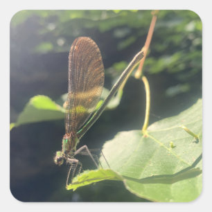 Dragonfly-Sticker Quadratischer Aufkleber