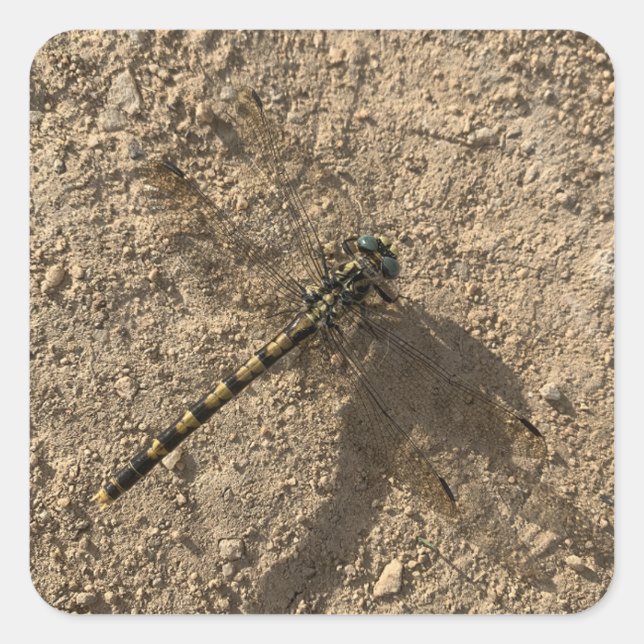Dragonfly-Sticker Quadratischer Aufkleber (Vorderseite)