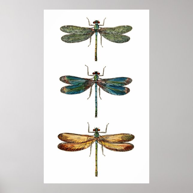 Dragonfly Trio Poster (Vorne)
