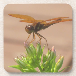 Dragonfly-Untersetzer Getränkeuntersetzer