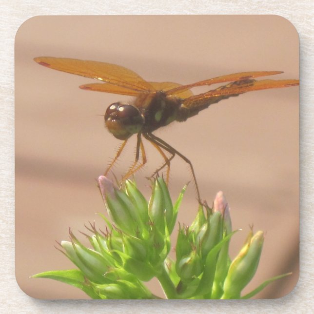 Dragonfly-Untersetzer Getränkeuntersetzer (Vorderseite)