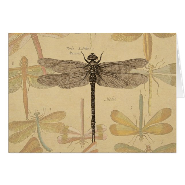 Dragonfly Vintag Antike klassische Natur (Vorderseite (Horizontal))
