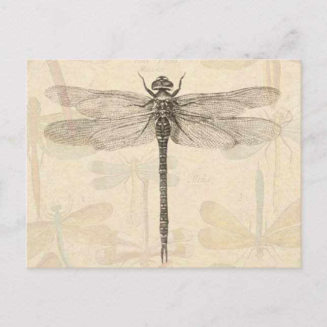 Dragonfly Vintag Antike klassische Natur Postkarte (Vorderseite)