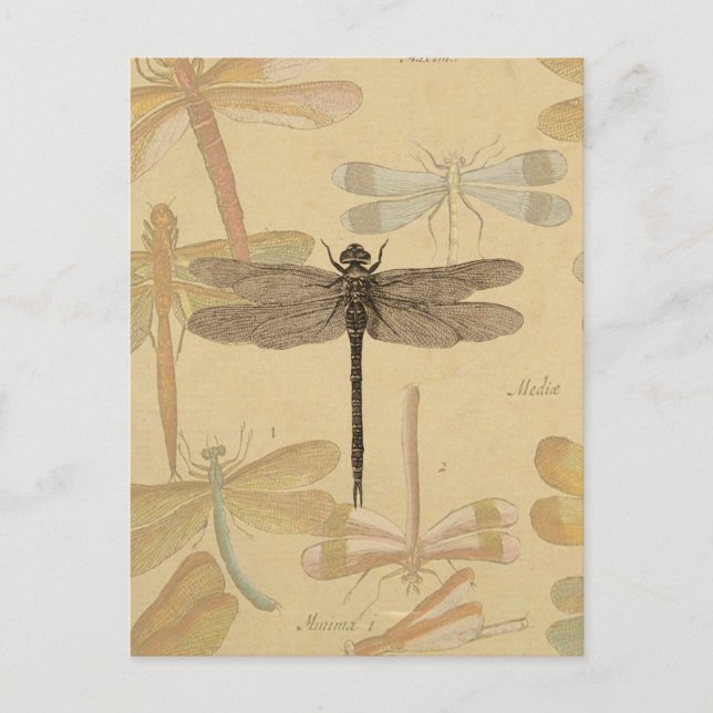 Dragonfly Vintag Antike klassische Natur Postkarte (Vorderseite)