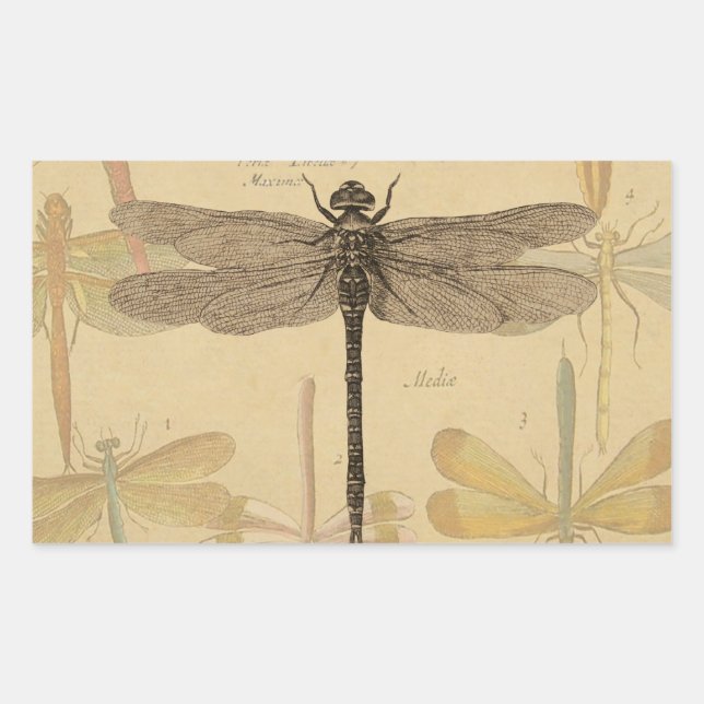 Dragonfly Vintag Antike klassische Natur Rechteckiger Aufkleber (Vorderseite)