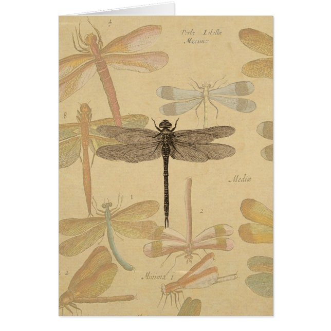 Dragonfly Vintag Antique Classic Zeichnend (Vorne)