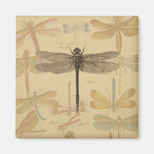 Dragonfly Vintag Antique Classic Zeichnend Magnet