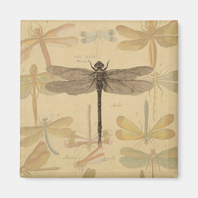 Dragonfly Vintag Antique Classic Zeichnend Magnet (Vorne)