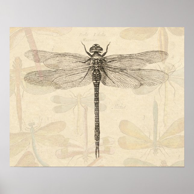 Dragonfly Vintag Antique Classic Zeichnend Poster (Vorne)