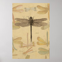 Dragonfly Vintag Antique Classic Zeichnend